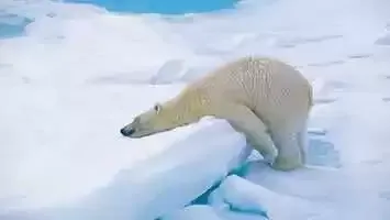 Artico