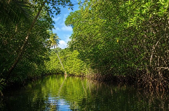 Mangais de Kosrae