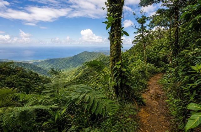 El Yunque