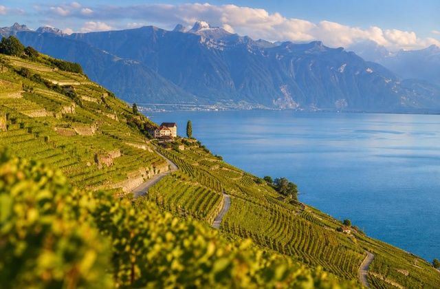 Lavaux
