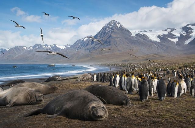 Baía de St Andrews, a fauna em grande formato