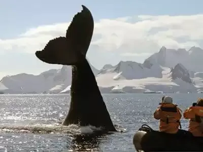Quark Expeditions