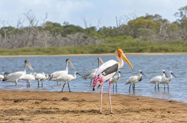 Parque Nacional de Bundala