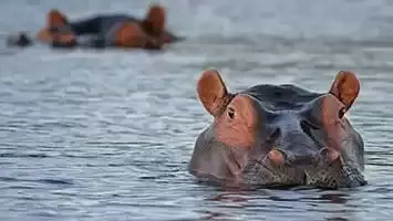 Botsuana