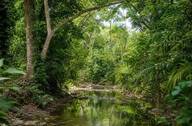Floresta de Carara