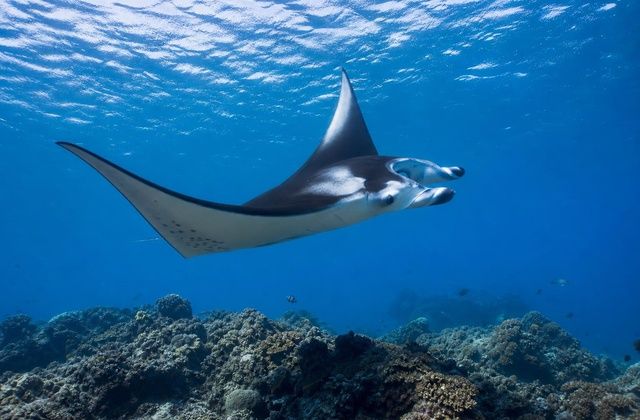Canais de raias-manta