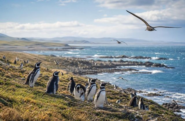 Malvinas
