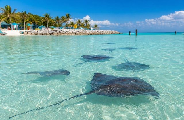 Great Stirrup Cay (NCL)
