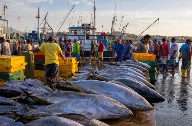 Mercado de peixe de Manta