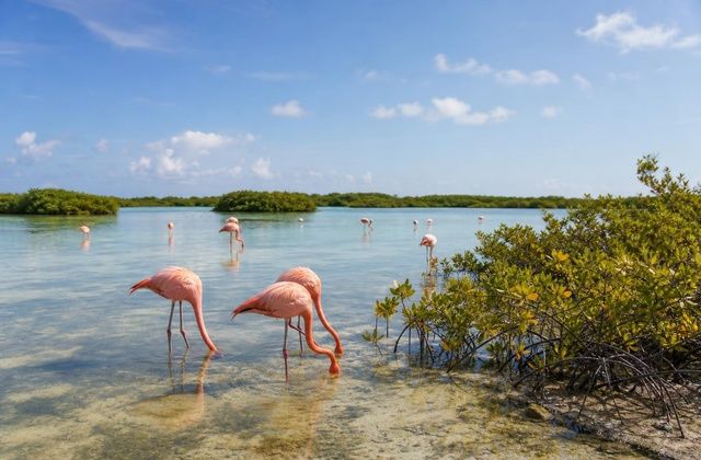Lagoa dos Flamingos