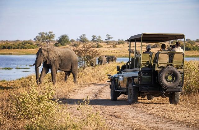 Safari terrestre no Chobe