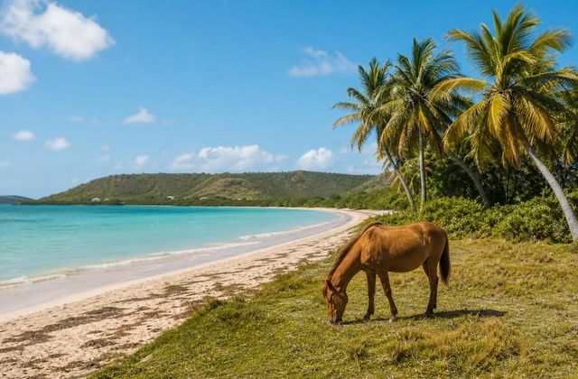 Vieques