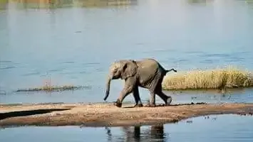 Chobe