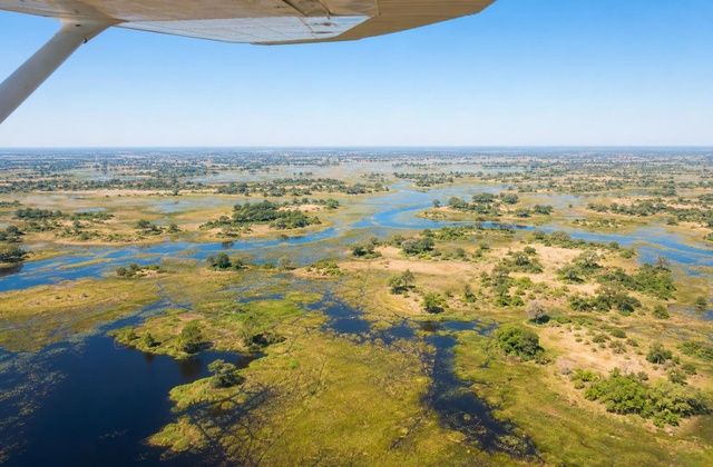 Maun