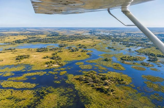 Maun