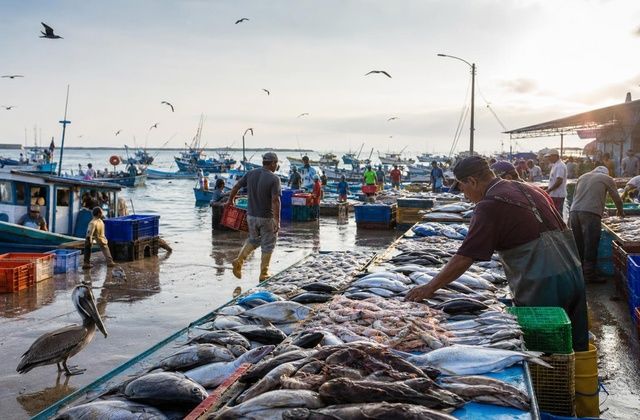Mercado de peixe de Manta