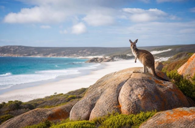 Ilha Kangaroo