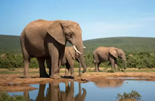 Em Addo Elephant Park