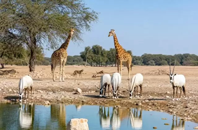 Em Sir Bani Yas