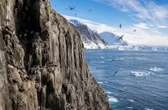 As falésias de Alkefjellet repletas de aves